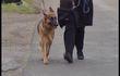 Herstal: nouvelle réglementation pour les chiens dangereux